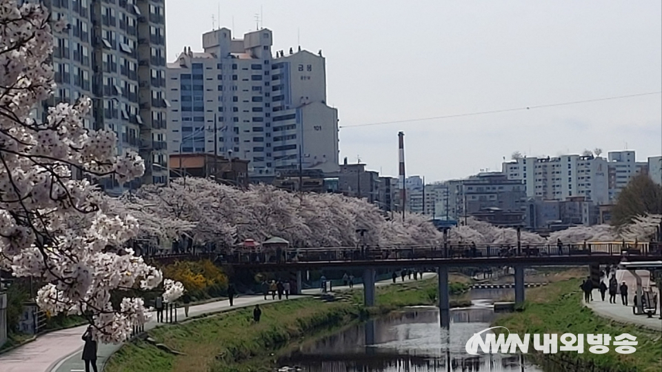 '우이천'에 만개한 벚꽃(사진=최준혁 기자)